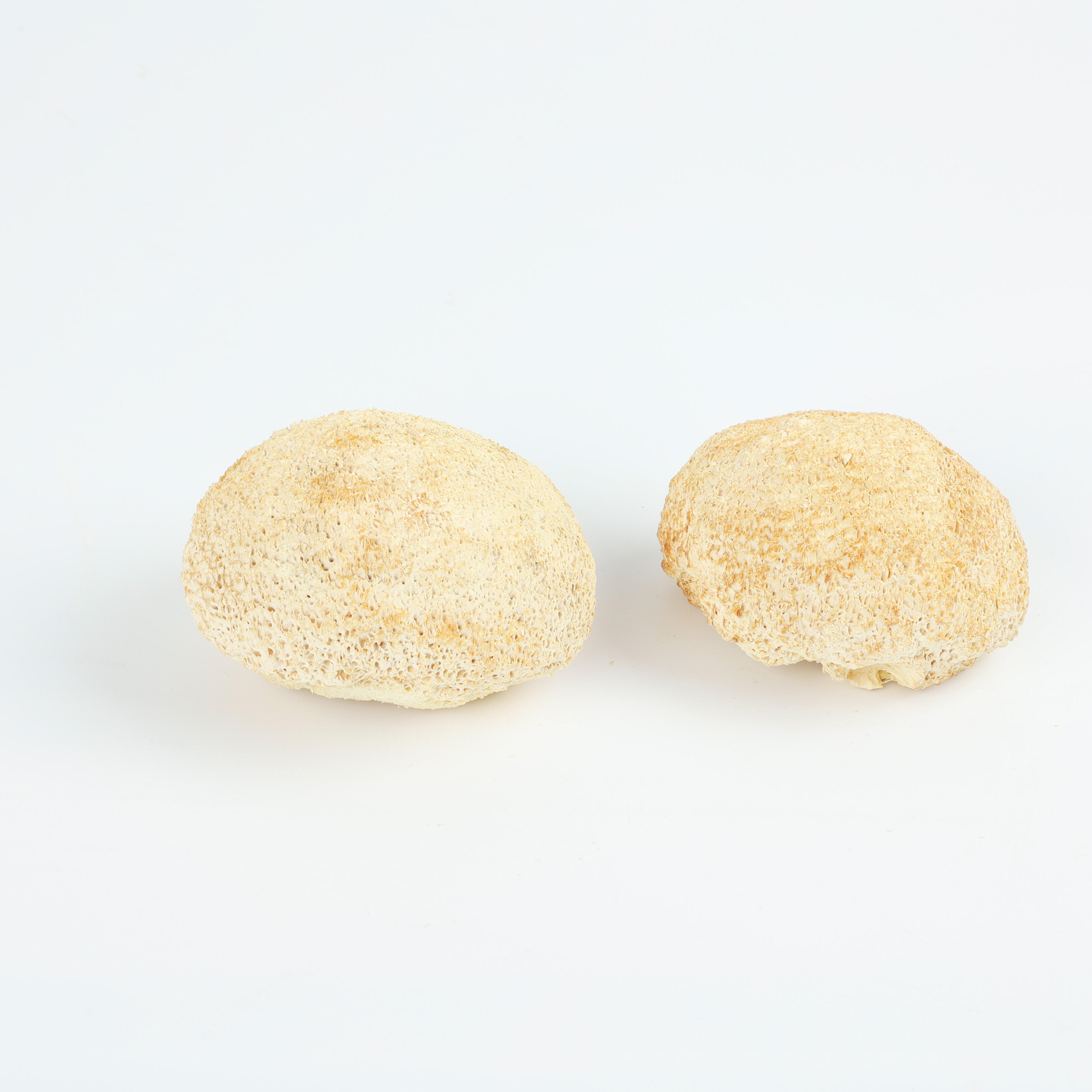सिंह का मुंगा चम्पिगन (Hericium Erinaceus): जठर - संरक्षक खाद्य