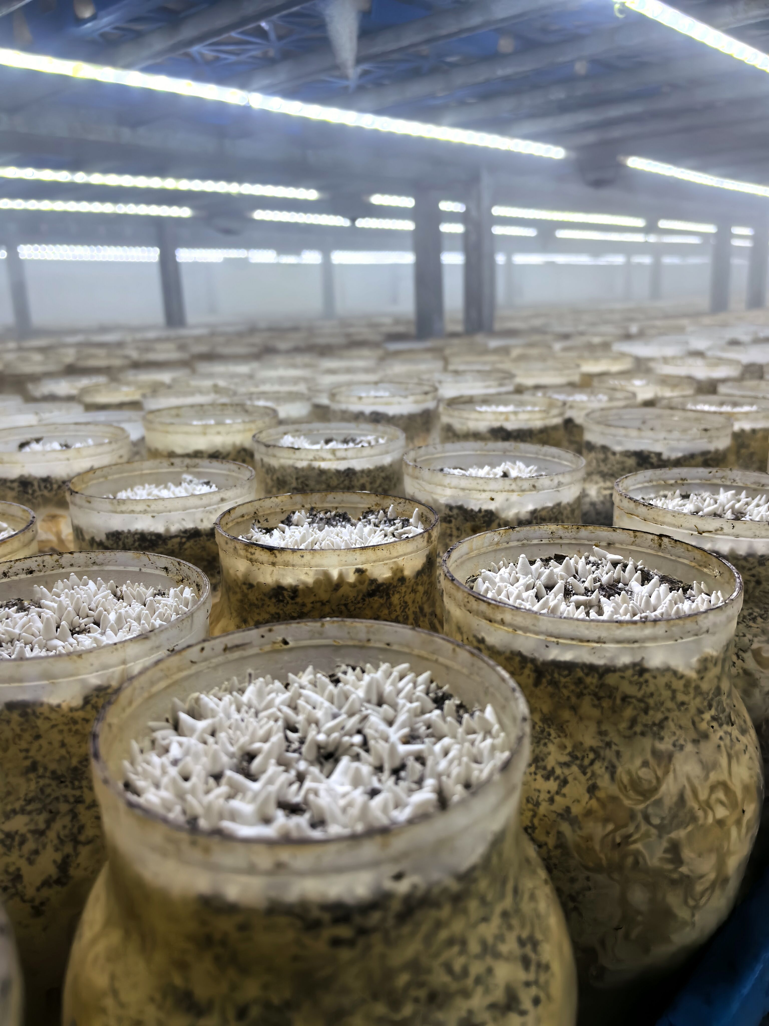 Funghi Bianchi: Un Camaleonte Culinario
