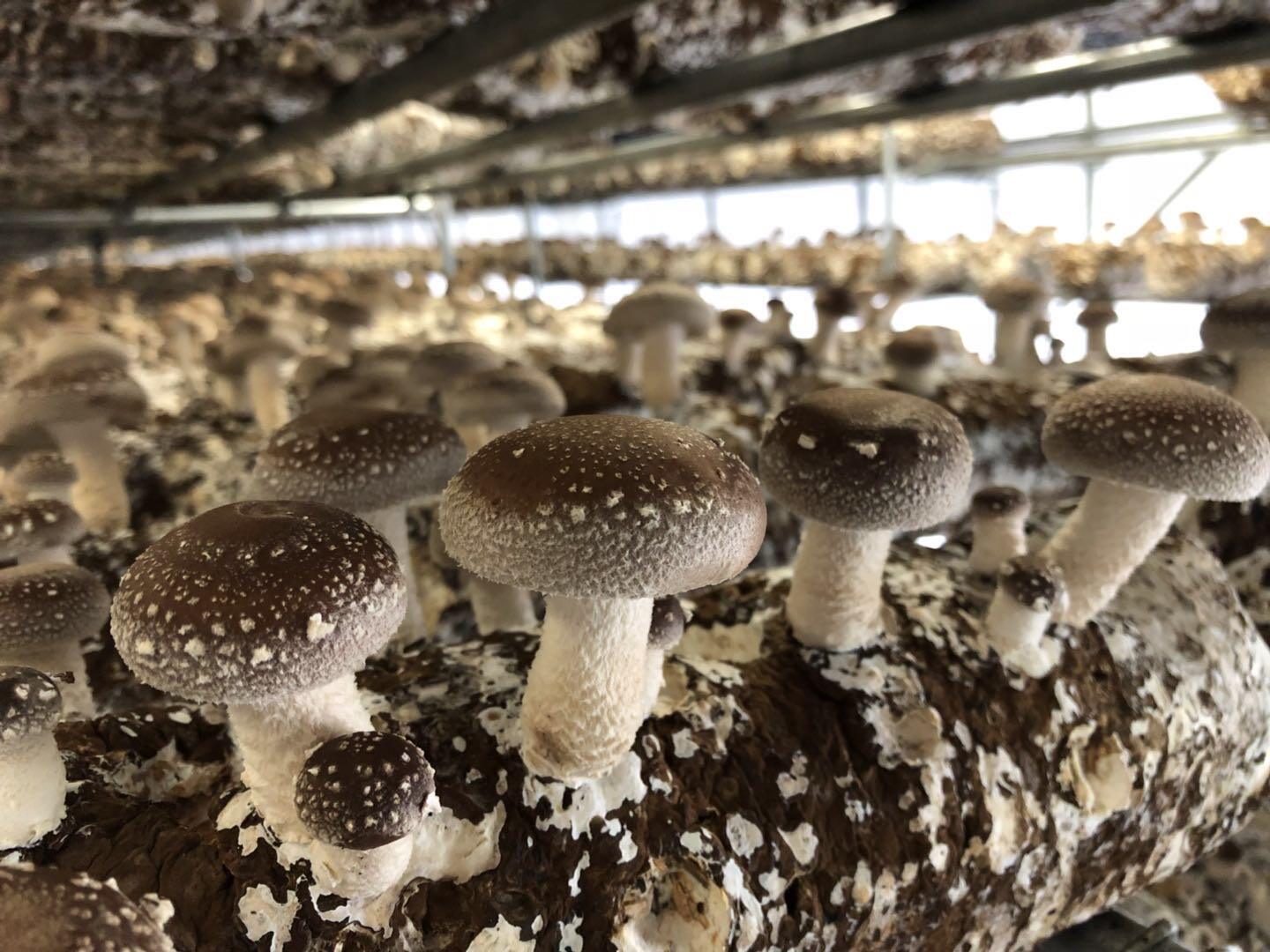 How to store shiitake mushrooms to maintain freshness?