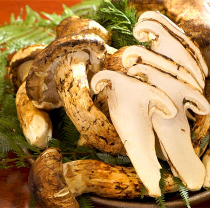Apakah Kawasan Asal Utama Jamur Matsutake Premium?