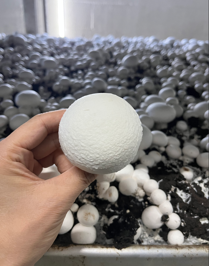 Is white button mushroom fit for supermarket daily supply?