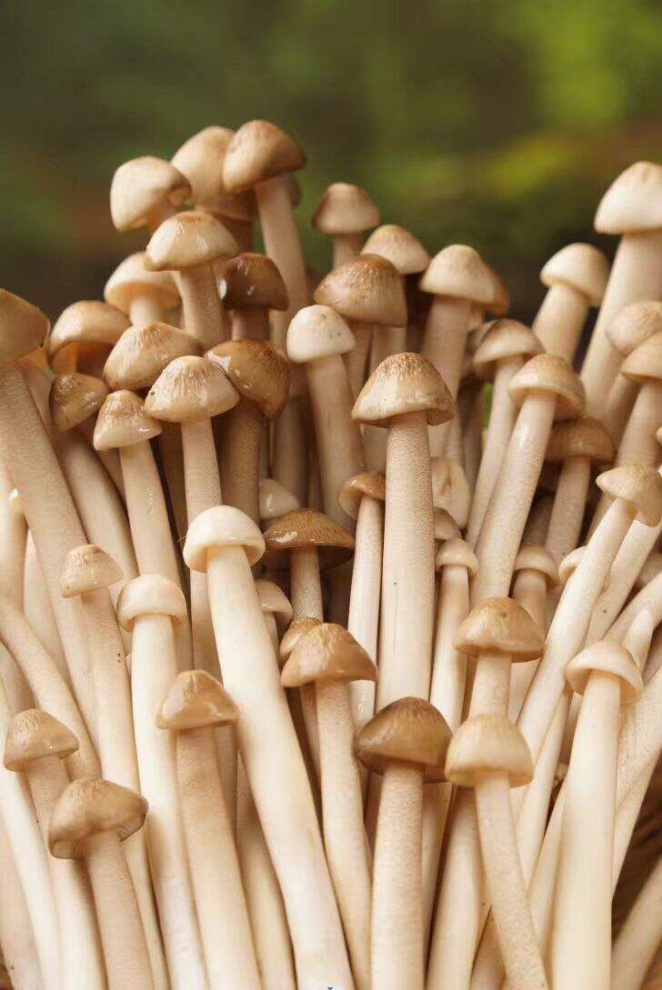 How to Judge the Authenticity of Origin White Termite Mushrooms?