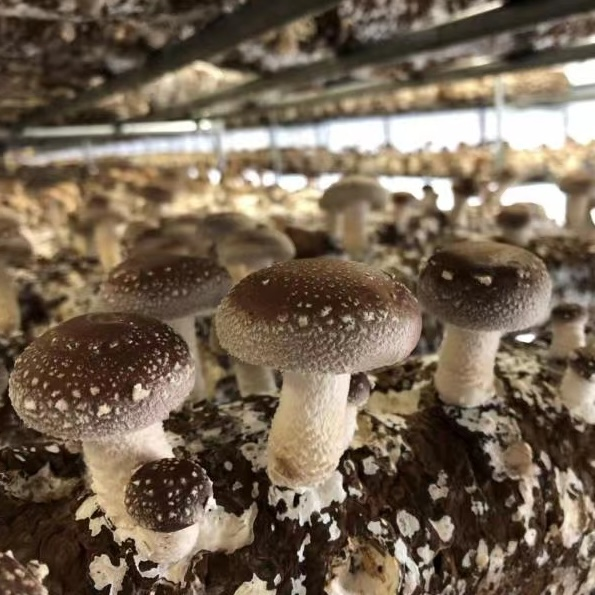 Shiitake Mushrooms: Nutritional Powerhouses and Versatile Cooking Applications