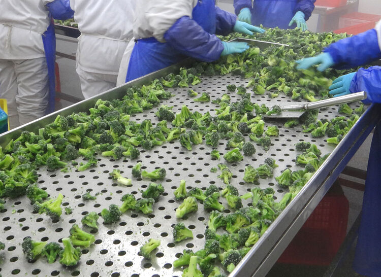 Frozen Broccoli, China Frozen Broccoli Manufacturers, Suppliers ...
