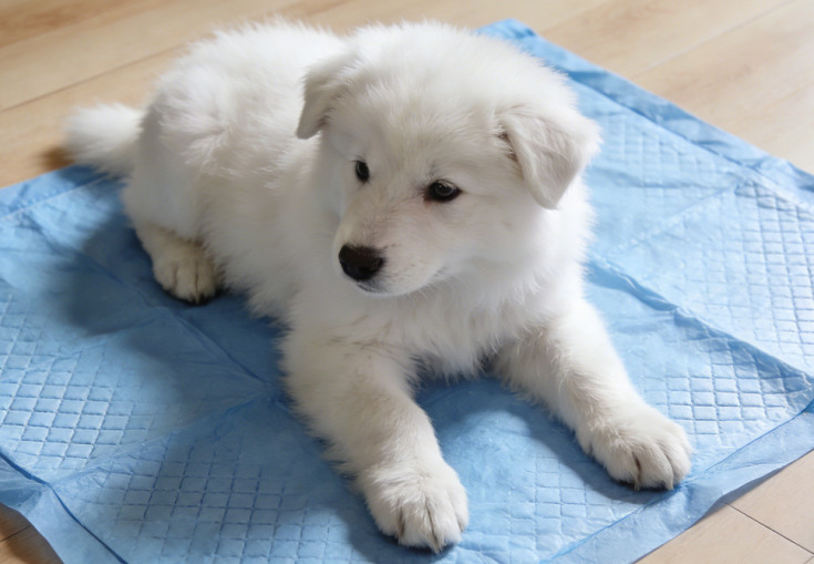 super absorbent white spunbond nonwoven fabric for pet pad   shandong xingdi new materials-2