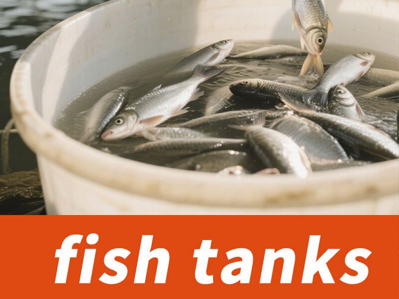How to Choose the Right Plastic Fish Tank for Aquaculture and Seafood Handling