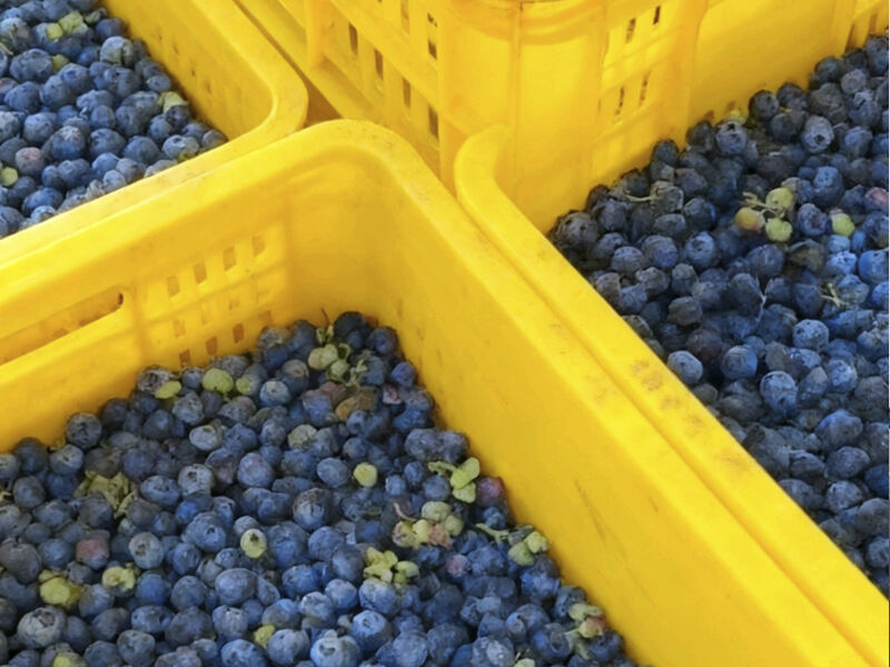How Blueberry Farms Can Reduce Post-Harvest Loss: The Role of Cold Storage, Plastic Pallets, and Fruit Crates