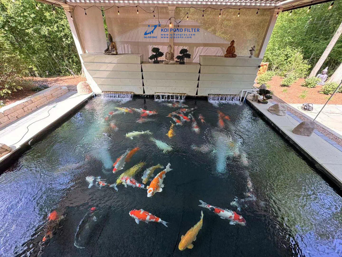 BAKKIシャワーフィルターで鯉の池を強化しよう — 最高の4層フィルト