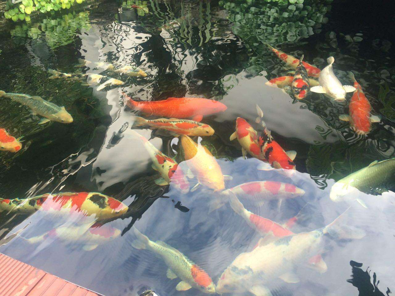 ما هي الأخطاء الشائعة التي يجب تجنبها عند تركيب فلتر بركة كوي؟