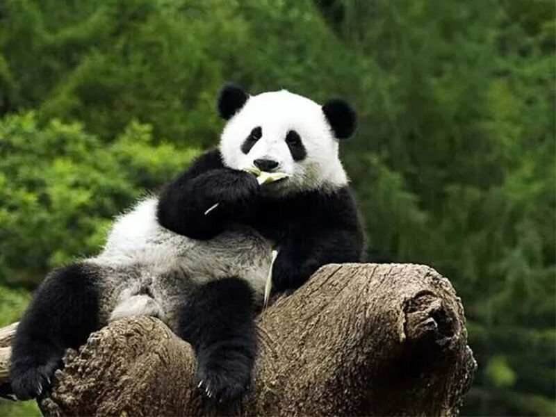 Panda White Marble (3).jpg