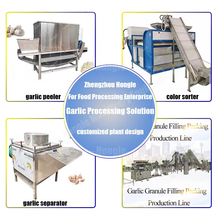 Professional Automatic Garlic Splitter/Dry Garlic Breaking Machine/Garlic Clove Separator details