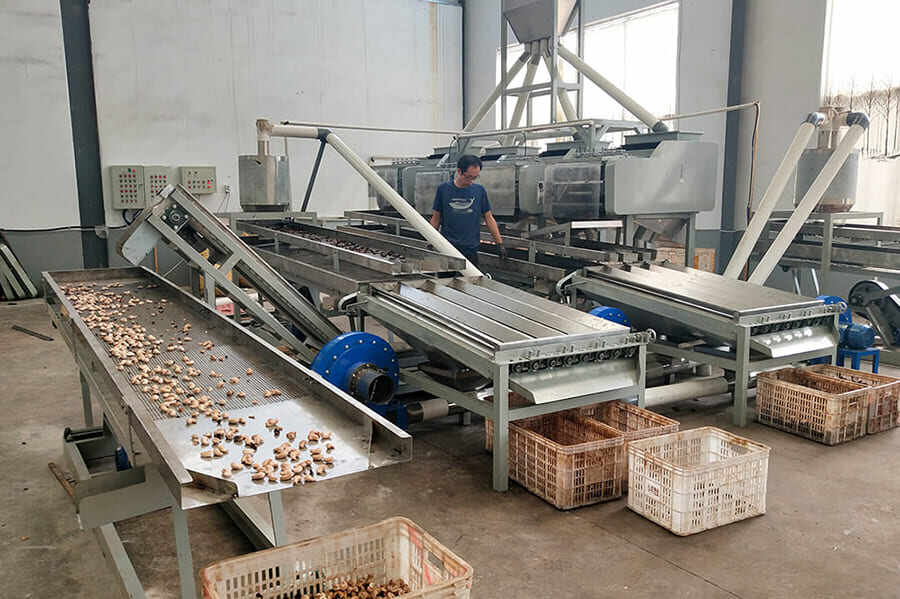 500KG कैश्यू प्रोसेसिंग लाइन सेनेगल को एक्सपोर्ट की गई शेल अच्छी तरह से खुलाई हुई हल्दी का समाधान।