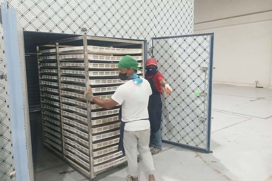 फिलिपाइन में निर्यात किए गए केले के आटे के सुखाने वाले। केले की घोंघियों के सुखाने का कुशल समाधान।
