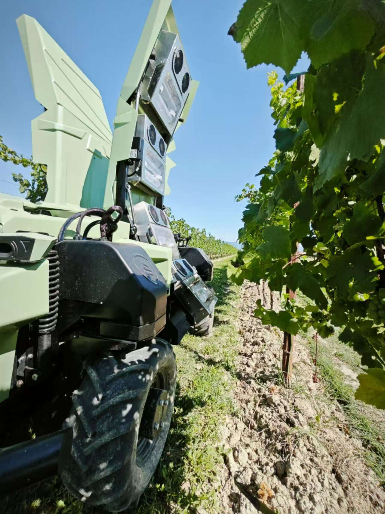 Onnittelut JK:n UVC-induktiovalojärjestelmän soveltamisesta viinimarjapellolla