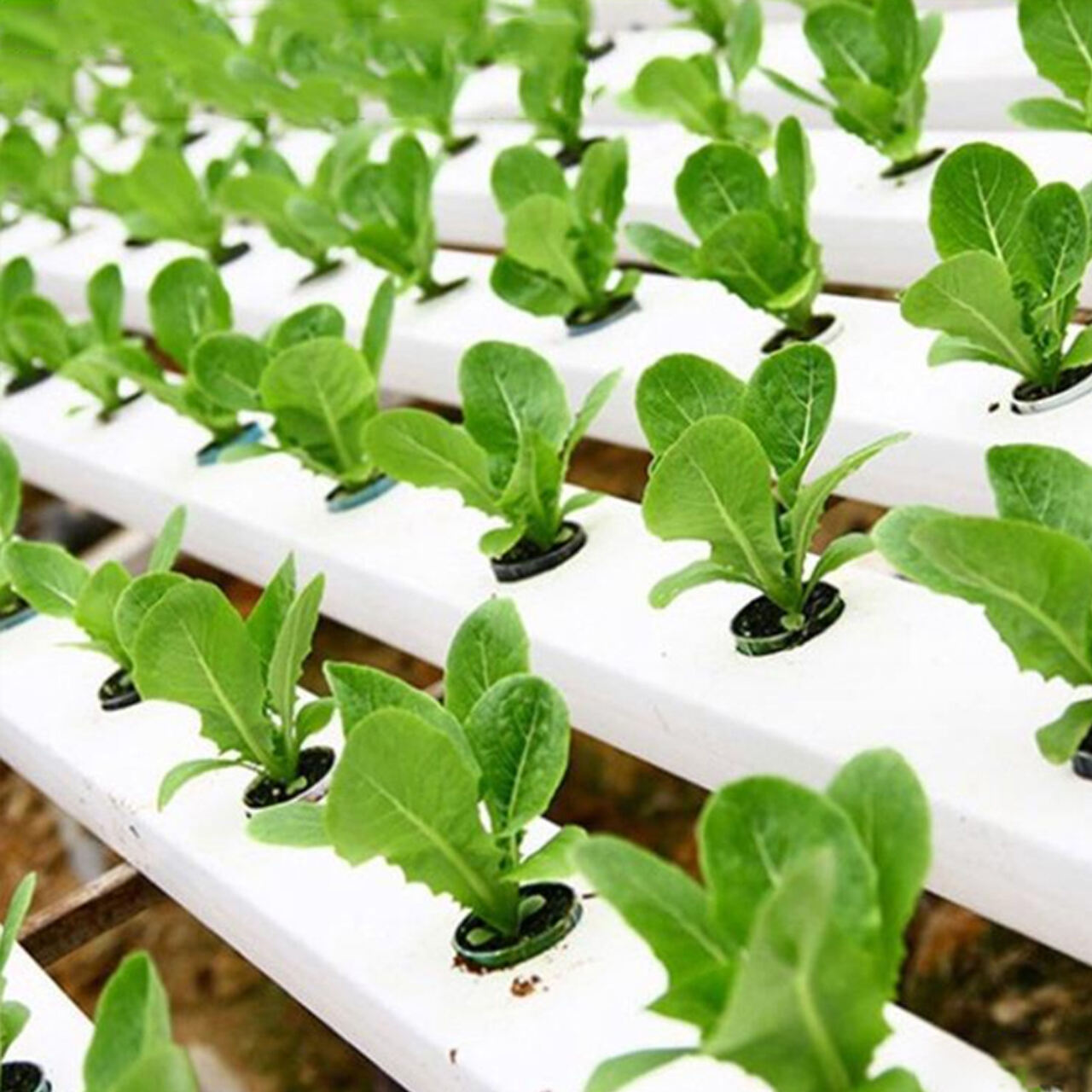 Hydroponic system