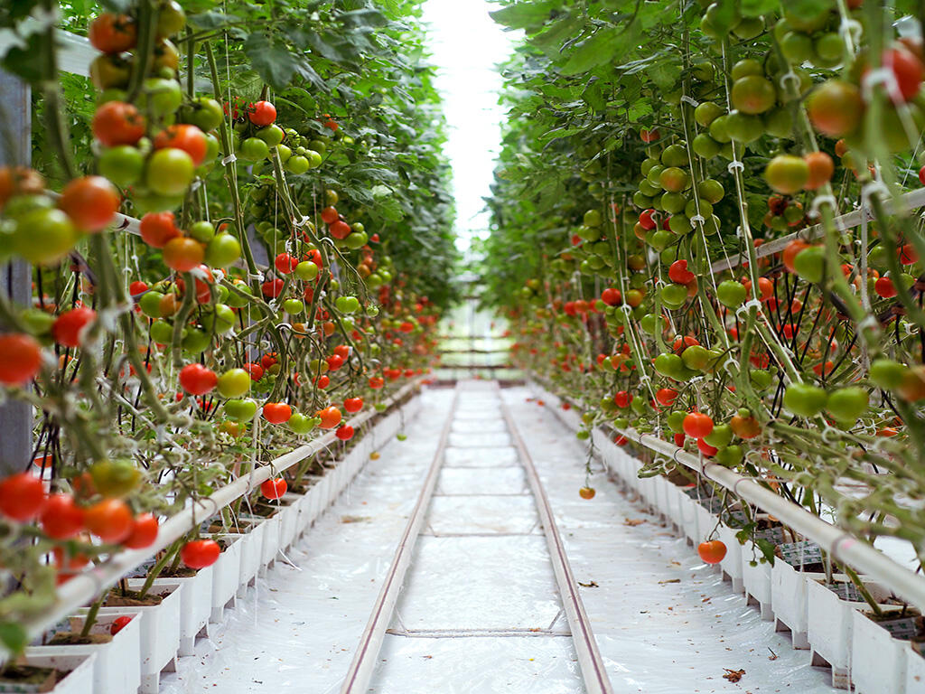 Kazakhstan · Commercial tomato greenhouse project