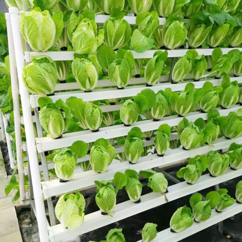 Rozwiązania Hydroponiczne General Hydroponics dla Optymalnego Rozwoju i Trwałości