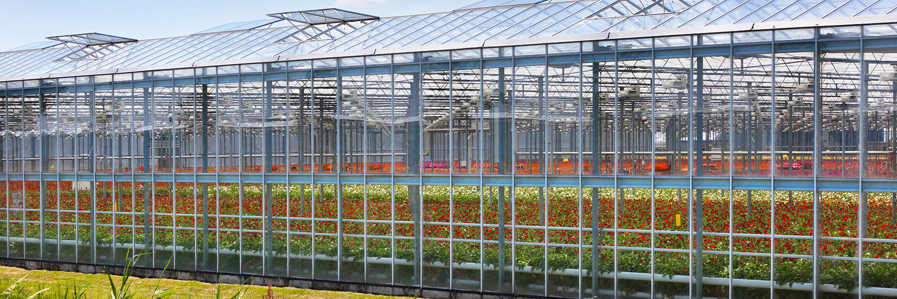 Hvorfor er et glasdrivhus bedre til lyskærlige afgrøder?