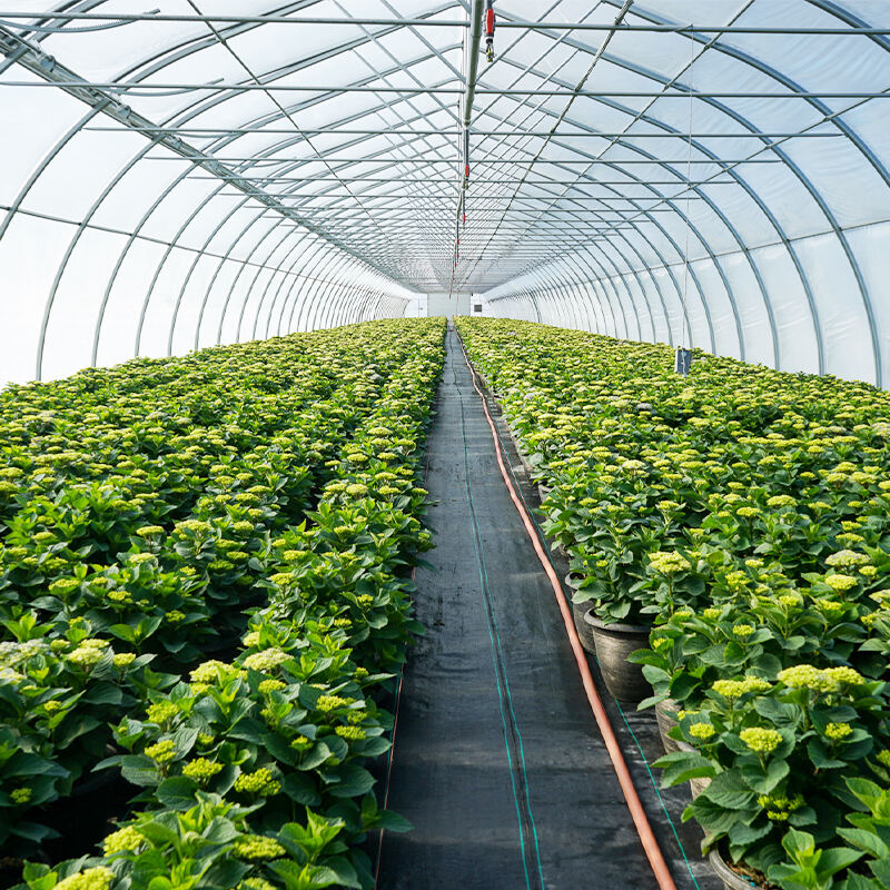 Protejați Plantele cu Seri din Policarbonat de Inaltă Calitate