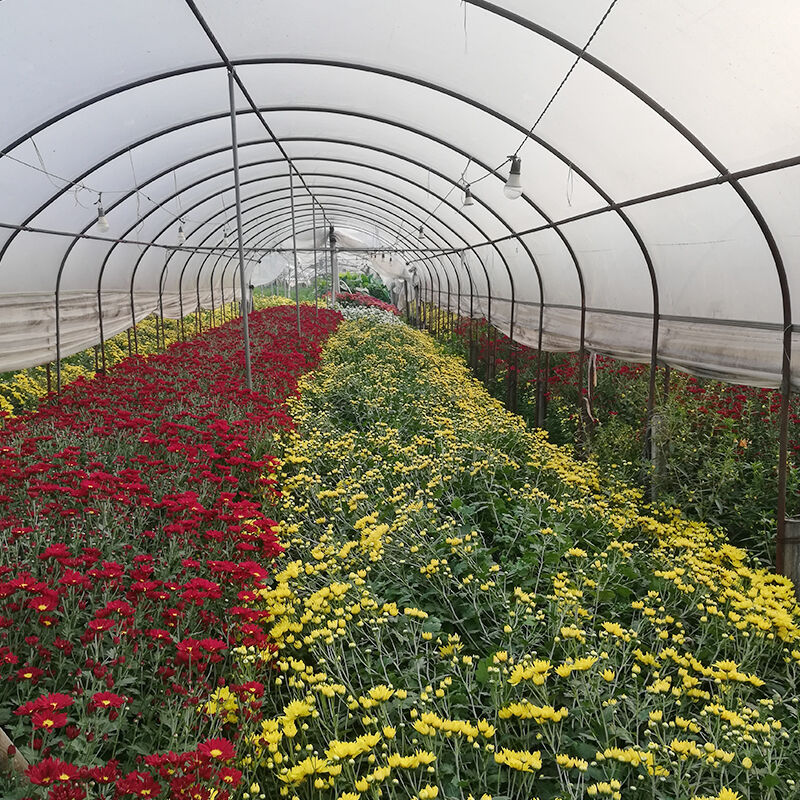 Beli Greenhouse Sunrise dengan harga terjangkau dan percayai kualitinya