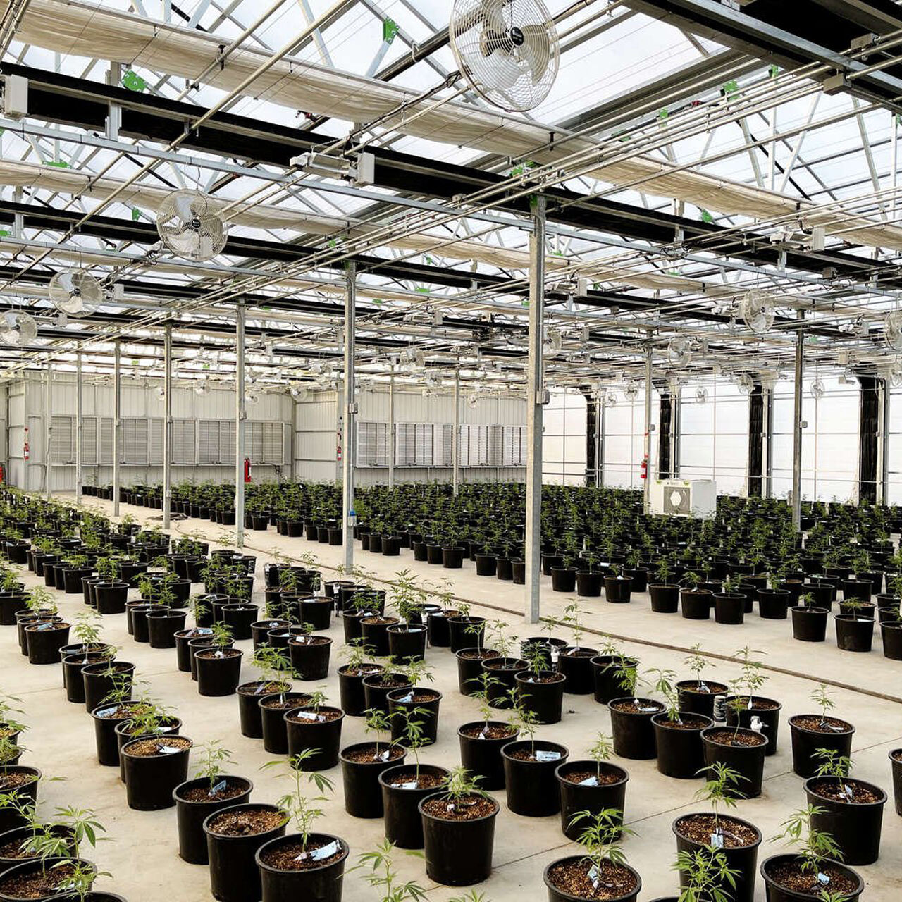 Cannabis cultivation