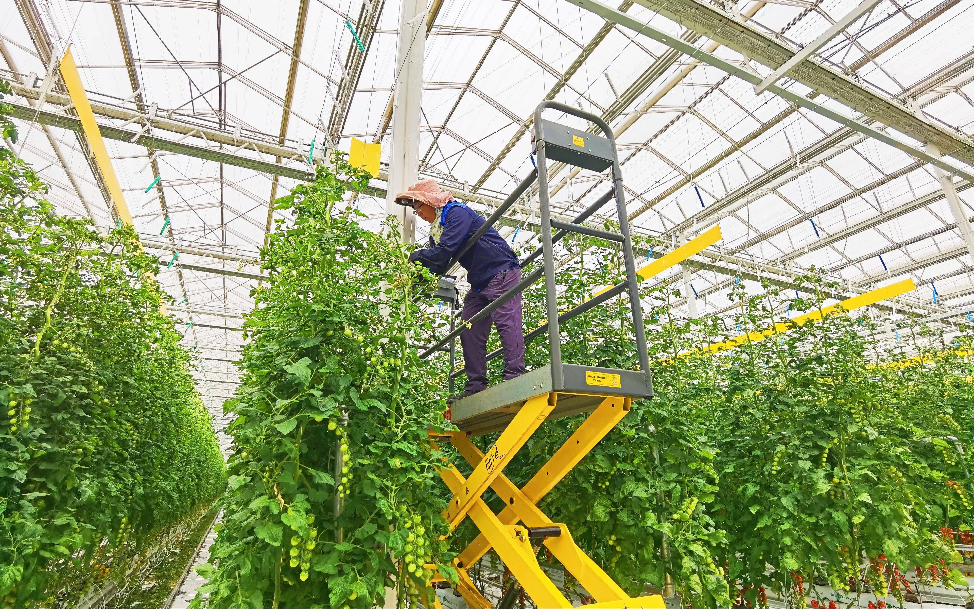 Hvordan administrerer man et kommercielt drivhus med profit?