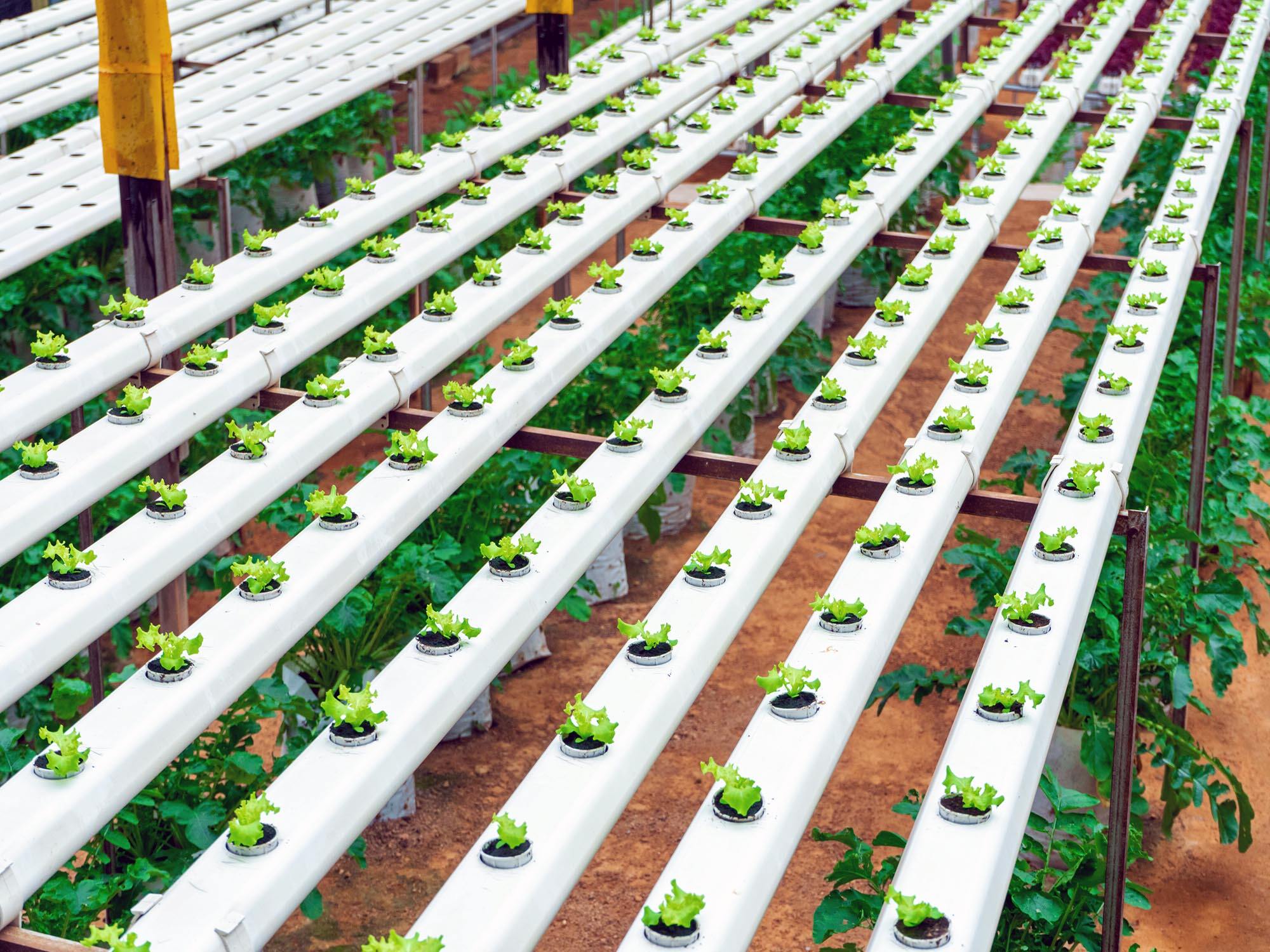 11+ Hydroponic Farm Systems Discover the Advantages of Hydroponics Systems for Efficient Farming