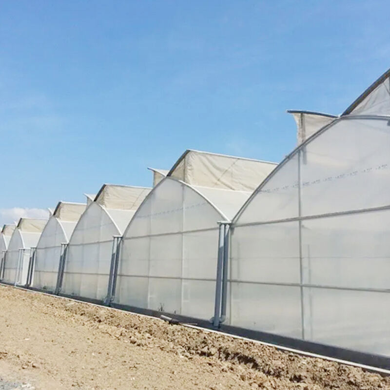 Miglioramento del raccolto con FZY Greenhouse Farms