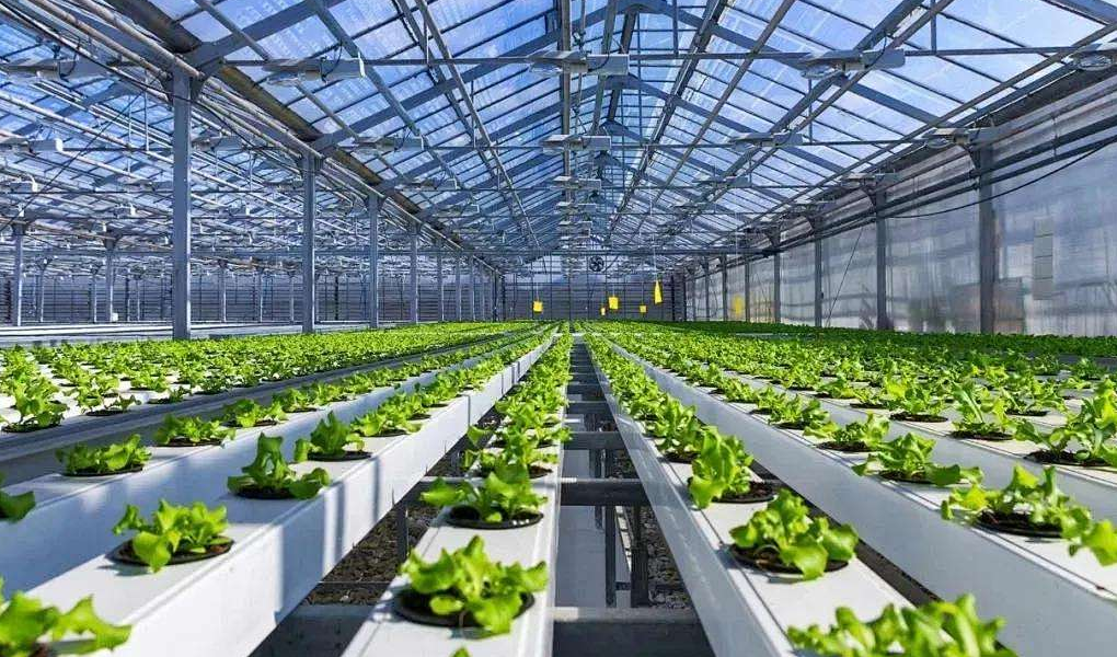 Welche Vorteile bietet ein hydroponisches Anbausystem?