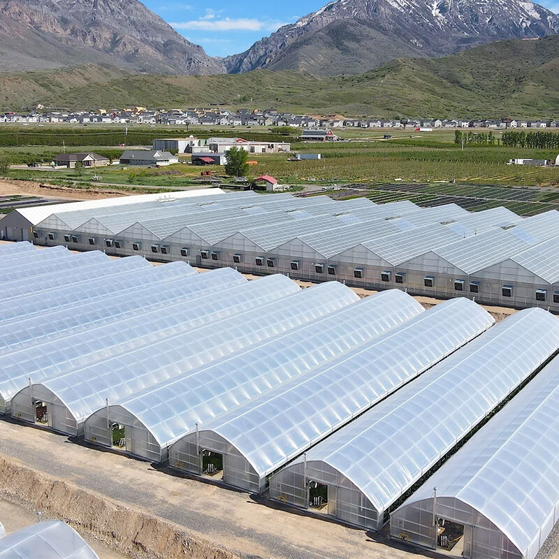 The world's largest multi-span greenhouse has been put into operation: China's greenhouse agriculture in Asia has ushered in a new era of automation