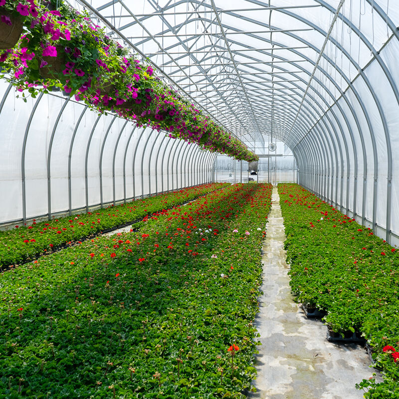 Pag-unlad ng Kagandahang-hangin sa pamamagitan ng Malaking Outsunny Greenhouse