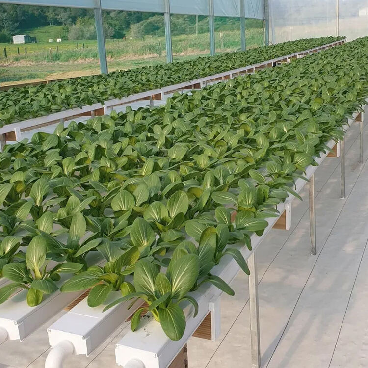 Hvordan installerer man et simpelt hydroponisk system i et lille drivhus?