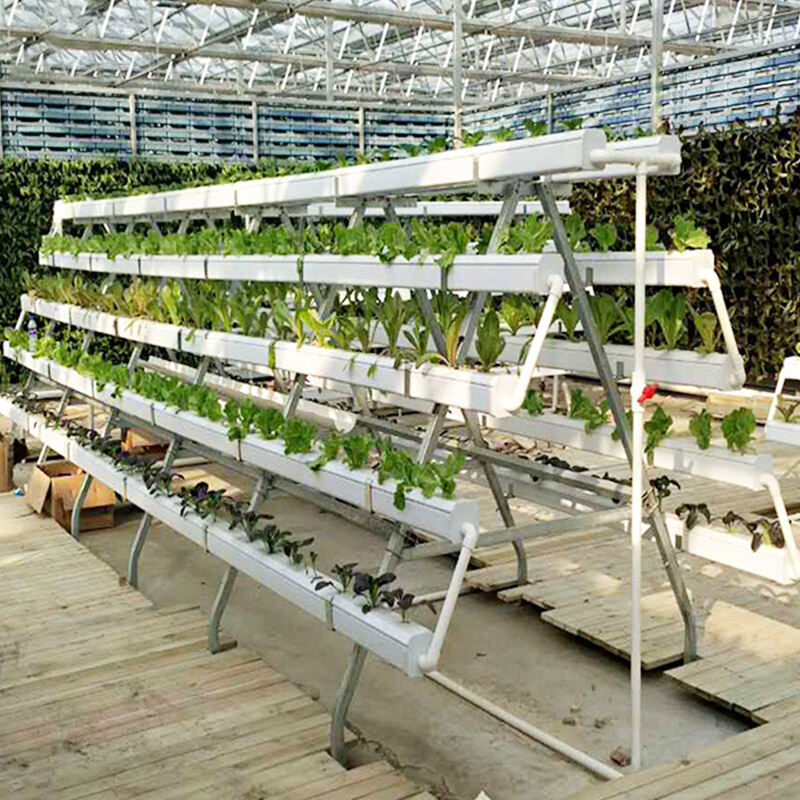 Trasforma le Tue Pratiche di Coltivazione con le Soluzioni Idroponiche Generali Produttive di FZY