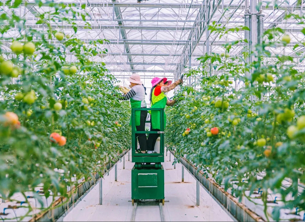 De ce o seră comercială este esențială pentru cultivatorii serioși