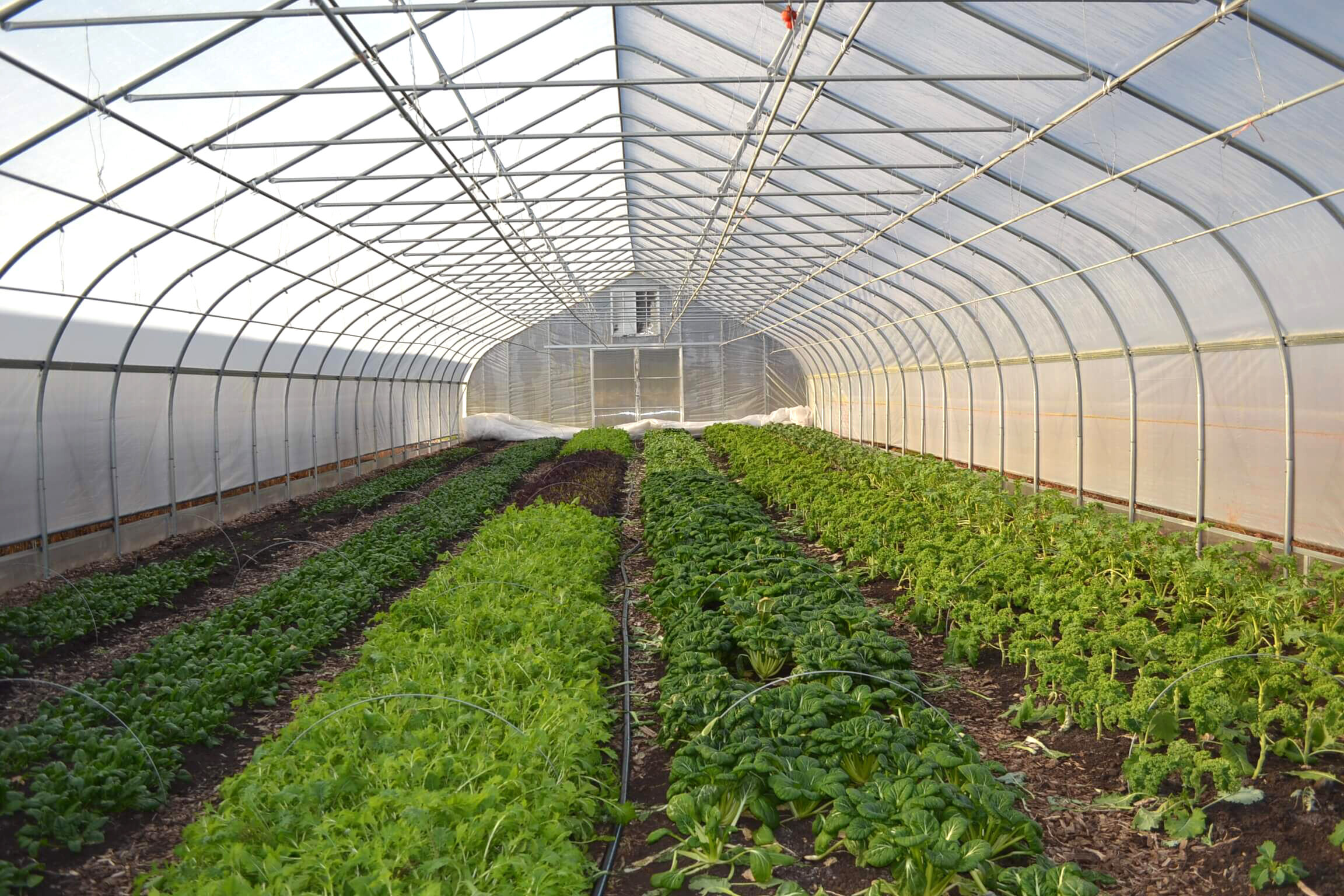 Hvilke afgrøder er mest velegnede til dyrkning i et højtunnel-drivhus?