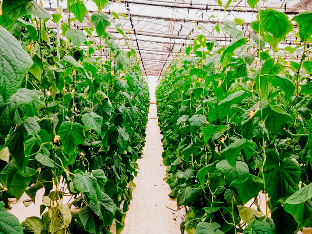 Uzbekistan · High-efficiency cucumber greenhouse base