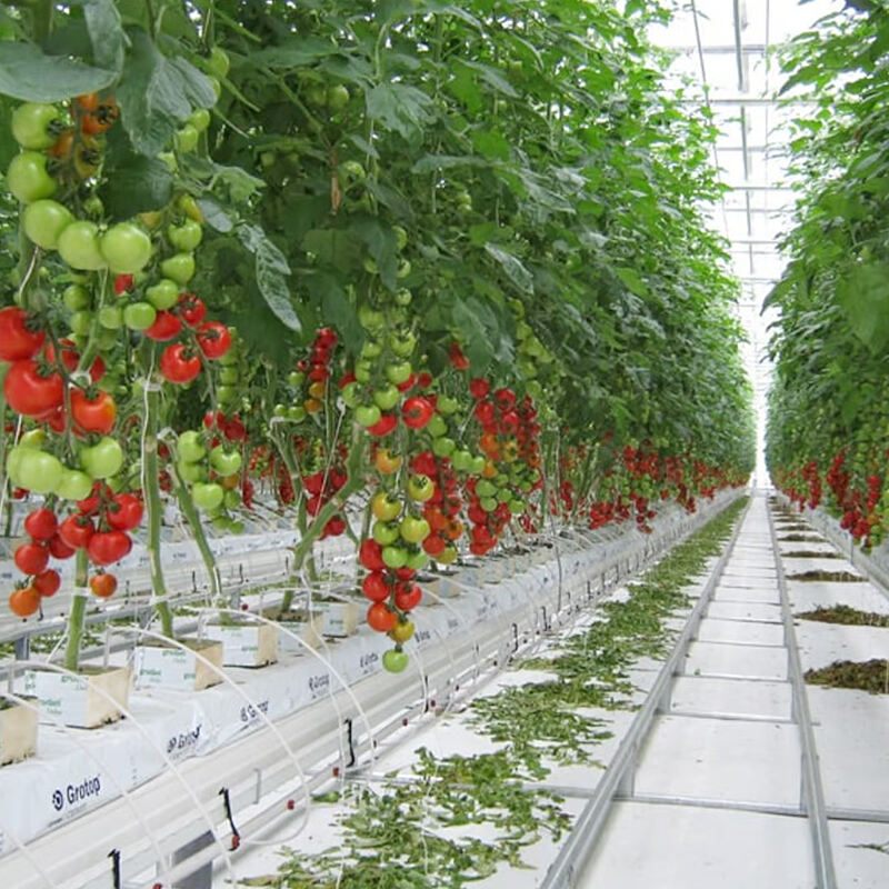 Különlegesen tervezve a paradicsom növények számára