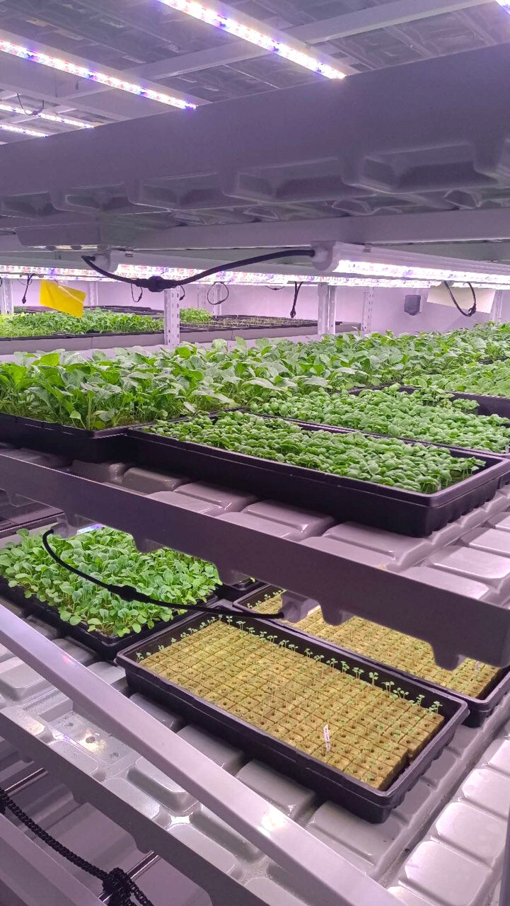 Sådan starter du et hydroponik-projekt?