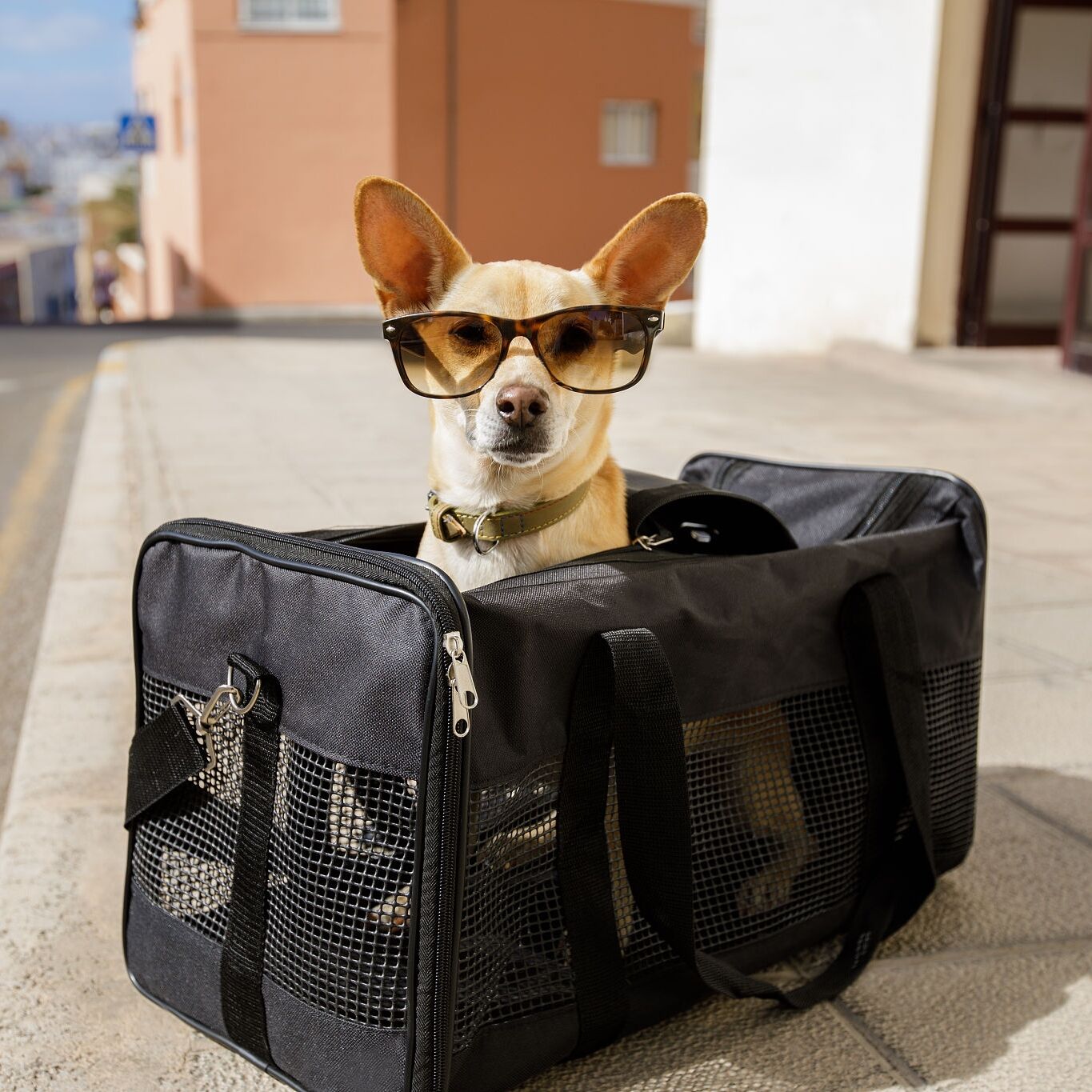Pet Bags Series