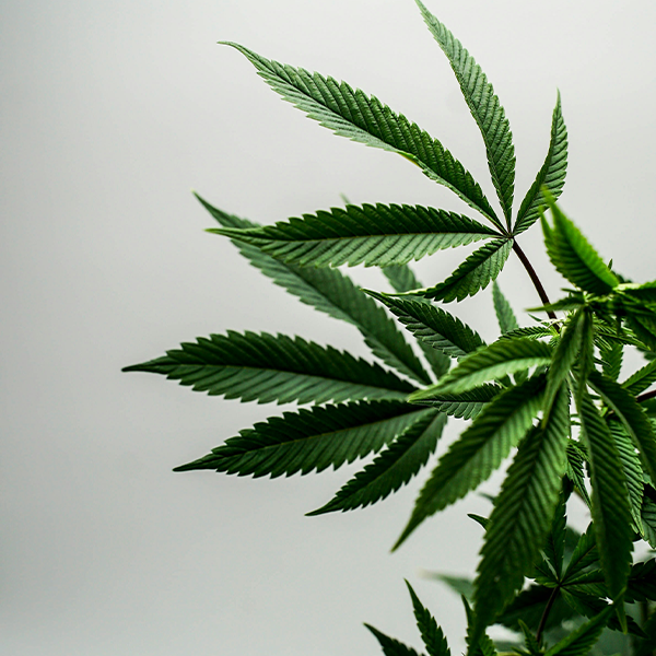 Custom Cannabis Bags and Pouches