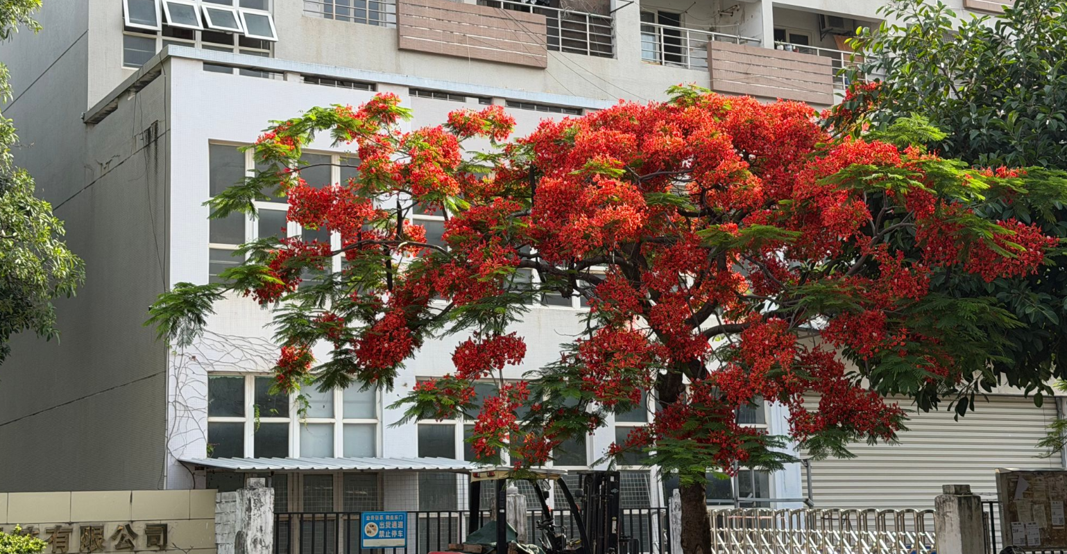 summer blooms at xmxiefa the flamboyant phoenix tree in our factory campus-1
