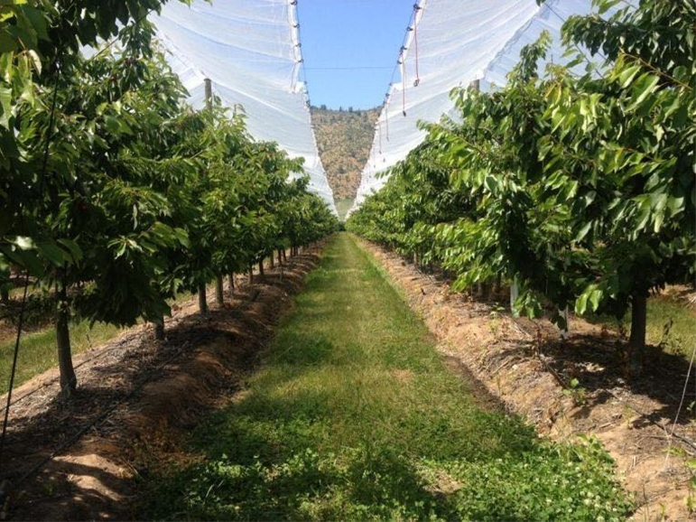 Agriculture Polyethylene Tarpaulin