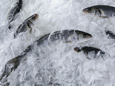Flake Ice vs Block Ice for Seafood Freshness and Handling