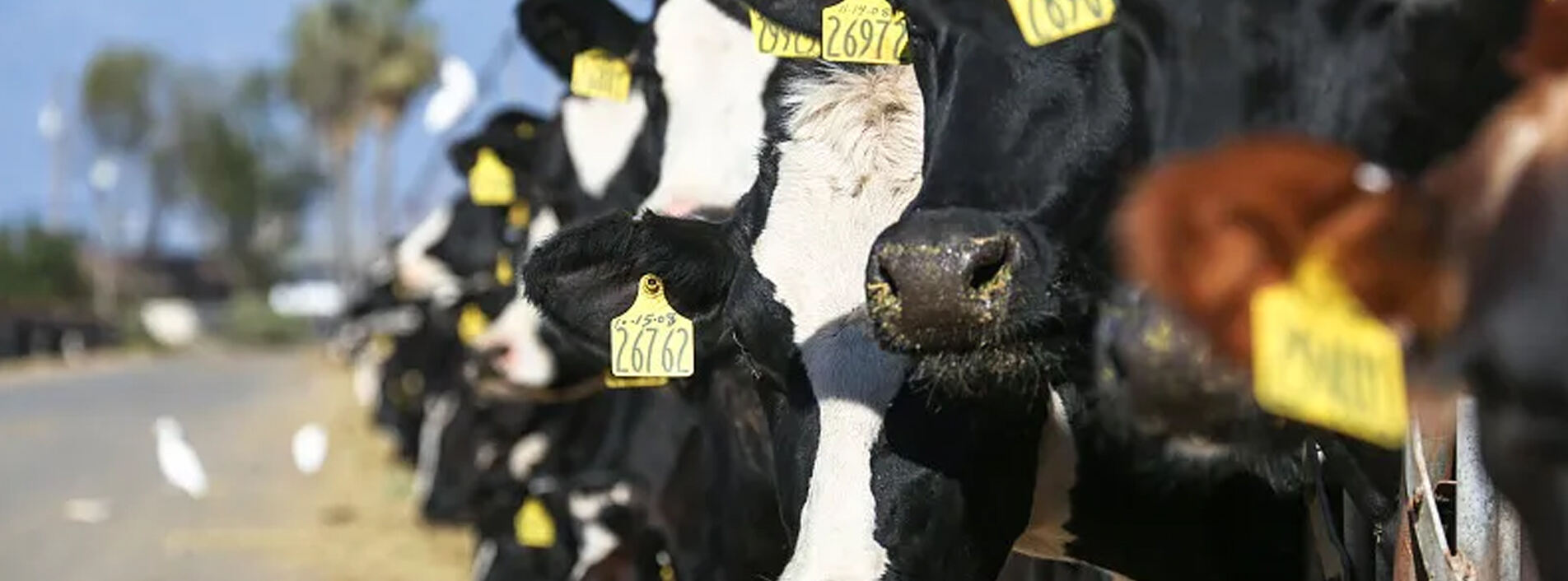 Streamlining Livestock Tracking: Industrial RFID Tag Applications