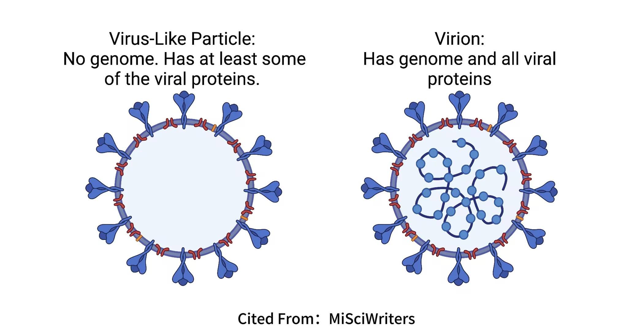 VLPs and Its Manufacturing Process 