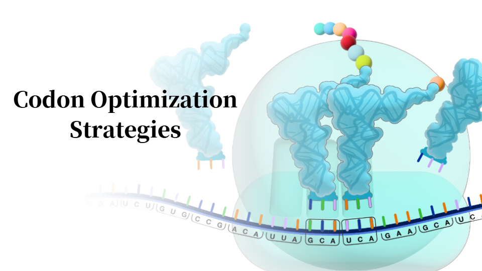 Codon-optimaliseringsstrategier