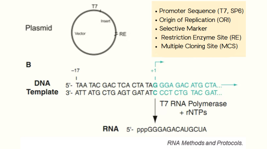 mRNA-Plasmidvorlagen: Schlüsselelemente und Designstrategien