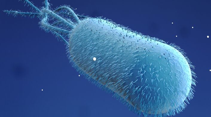 Recombinant Protein Production: Engineered E. coli Strains