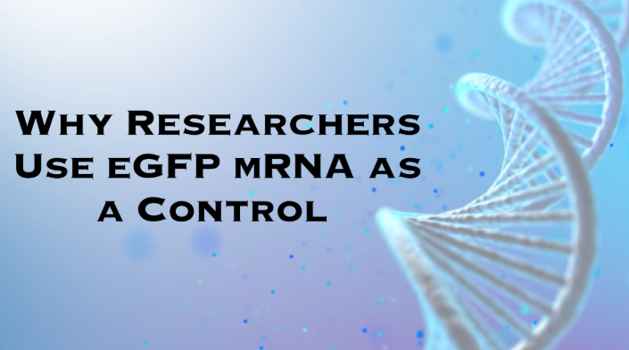 eGFP レポーター mRNA をコントロールとして使用する理由