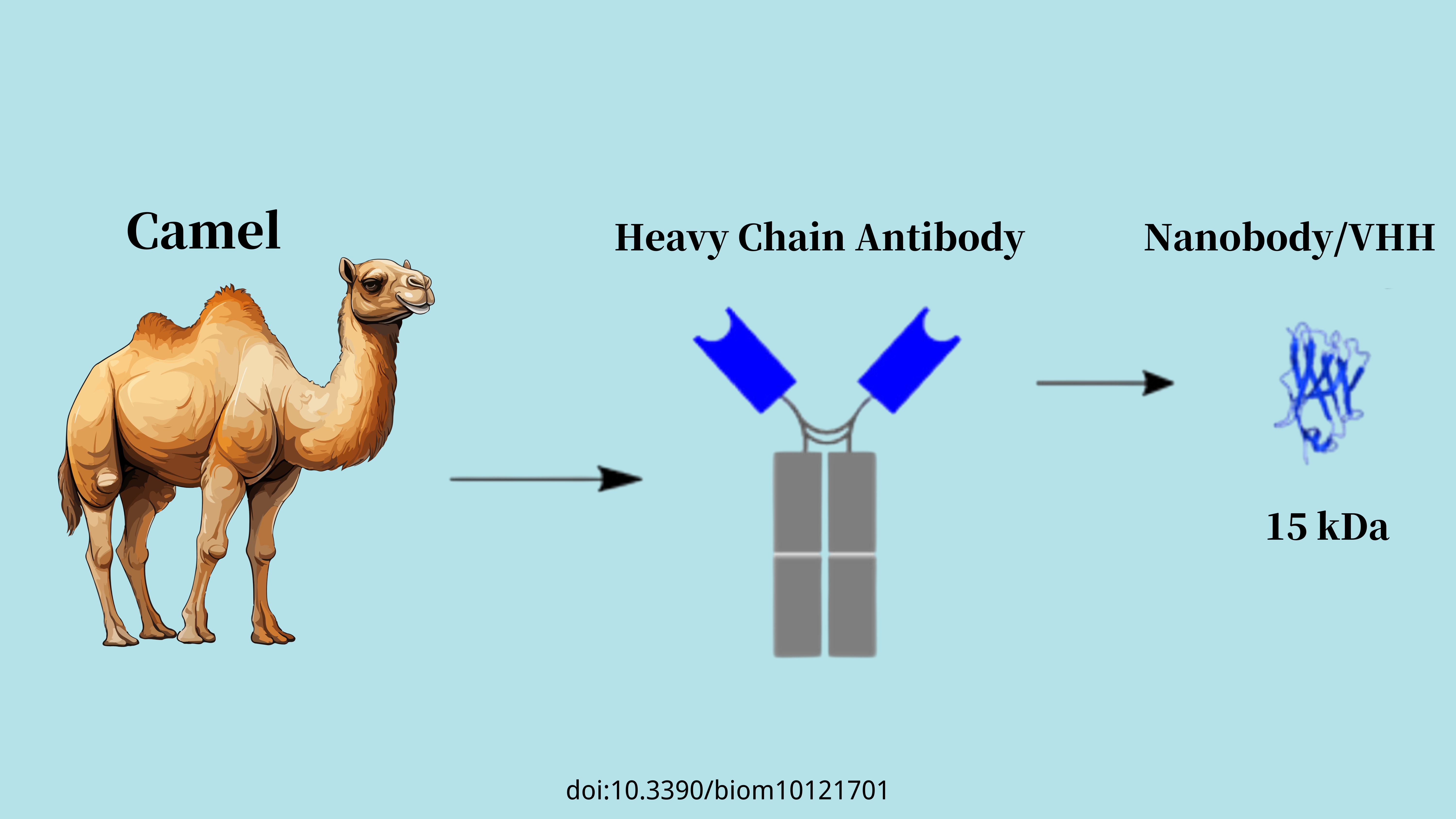 The Manufacturing Process and Applications of Nanobody